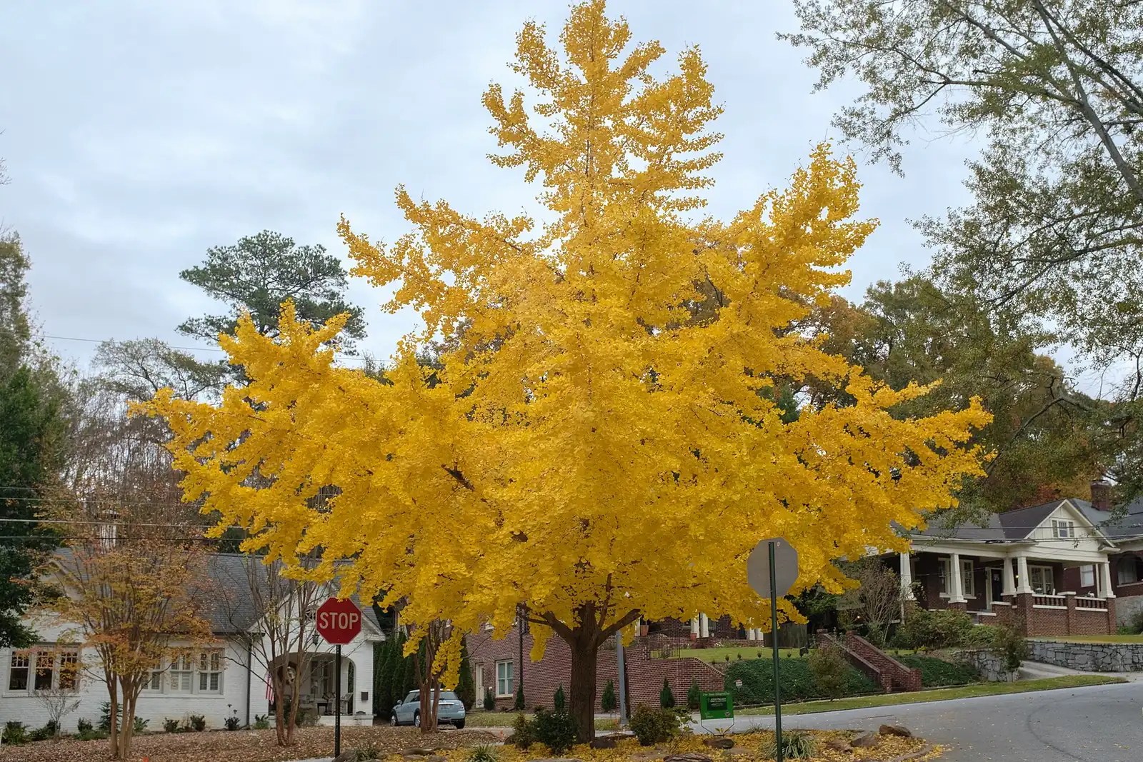 A ginkgo tree in fall color on a street in Virginia Highland